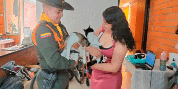 Los hermanos felinos Batman y Robin se fueron para Cartago