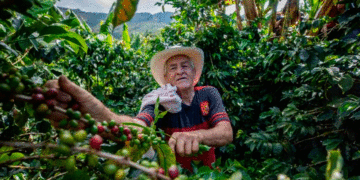 Cafeteros esperan soluciones y el Gobierno Nacional anunció varias acciones a favor del gremio
