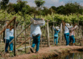 Durante el Fenómeno del Niño; la agricultura salió bien librada