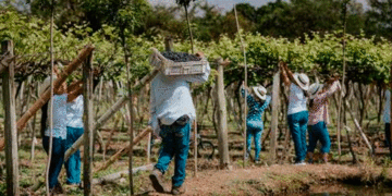Durante el Fenómeno del Niño; la agricultura salió bien librada
