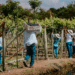 Durante el Fenómeno del Niño; la agricultura salió bien librada
