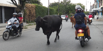 Las calles de Tuluá es una selva de cemento; ¿qué pasa con la construcción del hogar de bienestar animal?