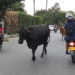 Las calles de Tuluá es una selva de cemento; ¿qué pasa con la construcción del hogar de bienestar animal?