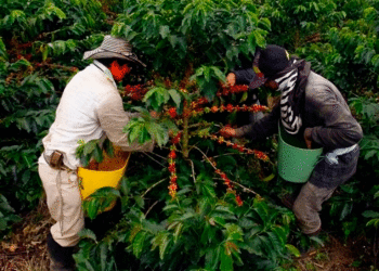 Tuluá, sede del plantón cafetero