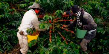 Tuluá, sede del plantón cafetero