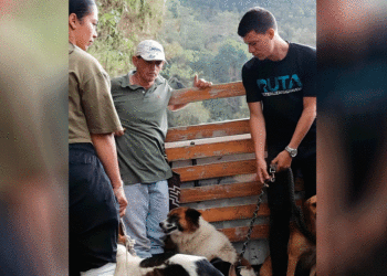 Vacunación en el campo continúa en la localidad de Toro