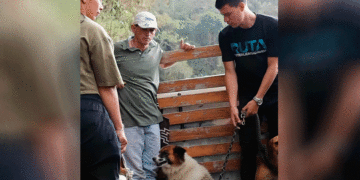Vacunación en el campo continúa en la localidad de Toro