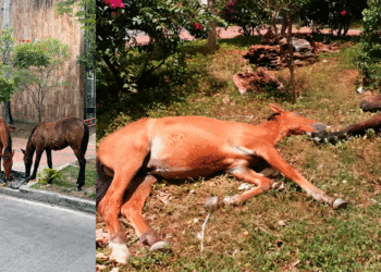 ¡S.O.S! estos caballos están buscando a su propietario