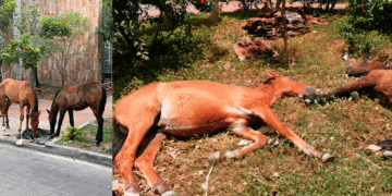 ¡S.O.S! estos caballos están buscando a su propietario