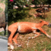 ¡S.O.S! estos caballos están buscando a su propietario