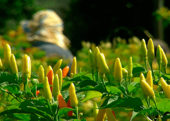 Impulso a cultivadores de ají; Agricultura por Contrato será el método para apoyar el sector