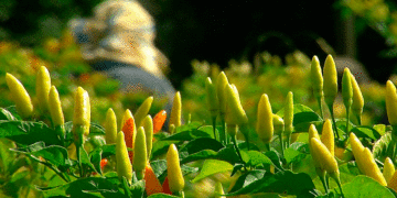 Impulso a cultivadores de ají; Agricultura por Contrato será el método para apoyar el sector