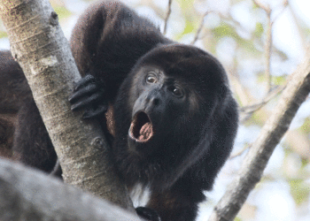 Mono aullador en La Unión