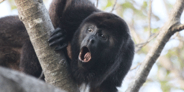 Mono aullador en La Unión