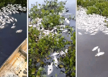 Muerte masiva de peces en Sonso; el fenómeno se ha presentado en varias veces y en otros escenarios