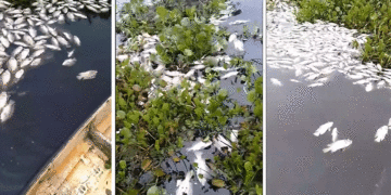 Muerte masiva de peces en Sonso; el fenómeno se ha presentado en varias veces y en otros escenarios