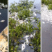 Muerte masiva de peces en Sonso; el fenómeno se ha presentado en varias veces y en otros escenarios