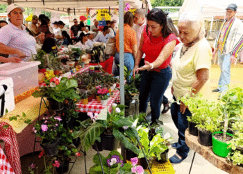 Festival de Sabores y Saberes Campesinos en el corregimiento de Salónica