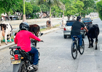 Aumenta el ganado vacuno y equino en las calles. (Más Caucherazos aquí) 👇🏽 