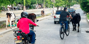 Aumenta el ganado vacuno y equino en las calles. (Más Caucherazos aquí) 👇🏽 