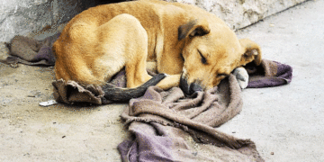 Gobernación lanza línea única para denunciar maltrato animal