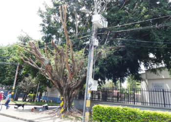 Ya podaron el árbol de la 33a