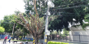 Ya podaron el árbol de la 33a