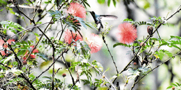 Capture la mejor foto y dónela