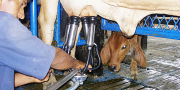 Colombianos ya no están tomando leche; el producto es vital para lograr una vida saludable