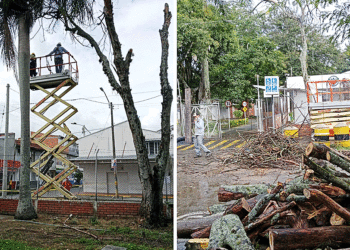 Controles a los árboles en alto riesgo en caerse