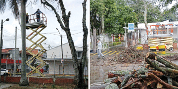 Controles a los árboles en alto riesgo en caerse
