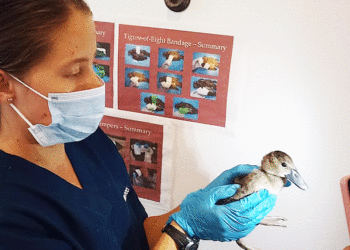 Iguazas volvieron a su hábitat; estaban siendo comercializadas