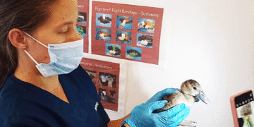 Iguazas volvieron a su hábitat; estaban siendo comercializadas