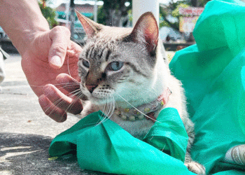 La UES trabaja en la prevención de la rabia canina y felina