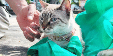 La UES trabaja en la prevención de la rabia canina y felina