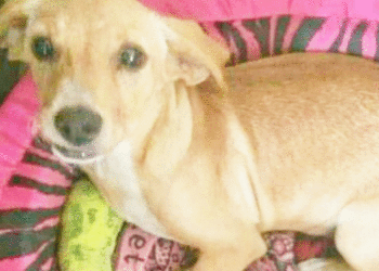 Piden justicia por Laika, la perrita que fue torturada y decapitada en Buga