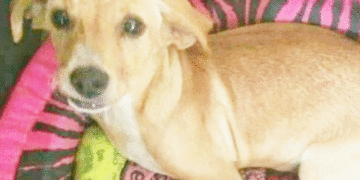 Piden justicia por Laika, la perrita que fue torturada y decapitada en Buga