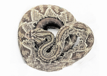 Una cascabel causó susto; la encontraron camuflada en un camión