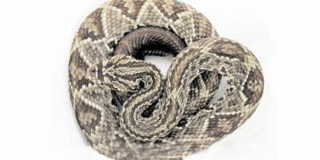 Una cascabel causó susto; la encontraron camuflada en un camión