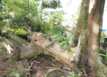 Árbol en el parque de Los Franciscanos en estado crítico