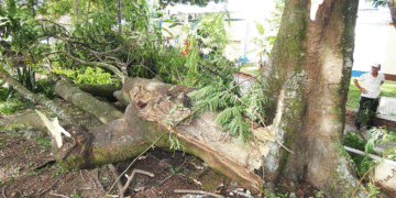 Árbol en el parque de Los Franciscanos en estado crítico