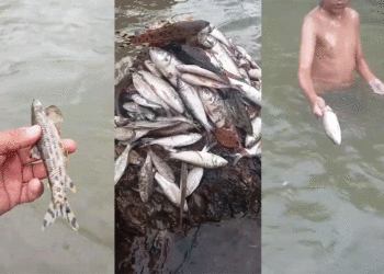 Aparecen más de un centenar de peces muertos en el río Guadalajara