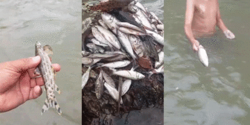 Aparecen más de un centenar de peces muertos en el río Guadalajara