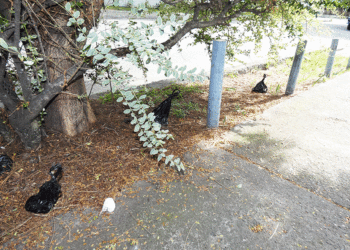 Dueños de mascotas están haciendo la tarea a medias