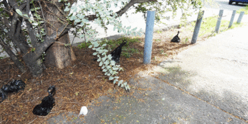Dueños de mascotas están haciendo la tarea a medias