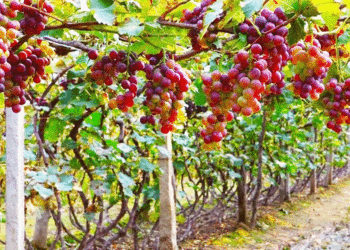 Institución Educativa de Toro es modelo en la aplicación del programa Steam