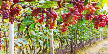 Institución Educativa de Toro es modelo en la aplicación del programa Steam