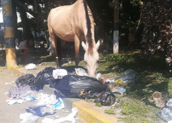 Nada que se aprende. Se necesita más garrote que zanahoria