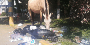 Nada que se aprende. Se necesita más garrote que zanahoria