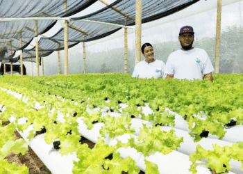 Pareja de esposos cultiva lechuga tipo exportación en Toro